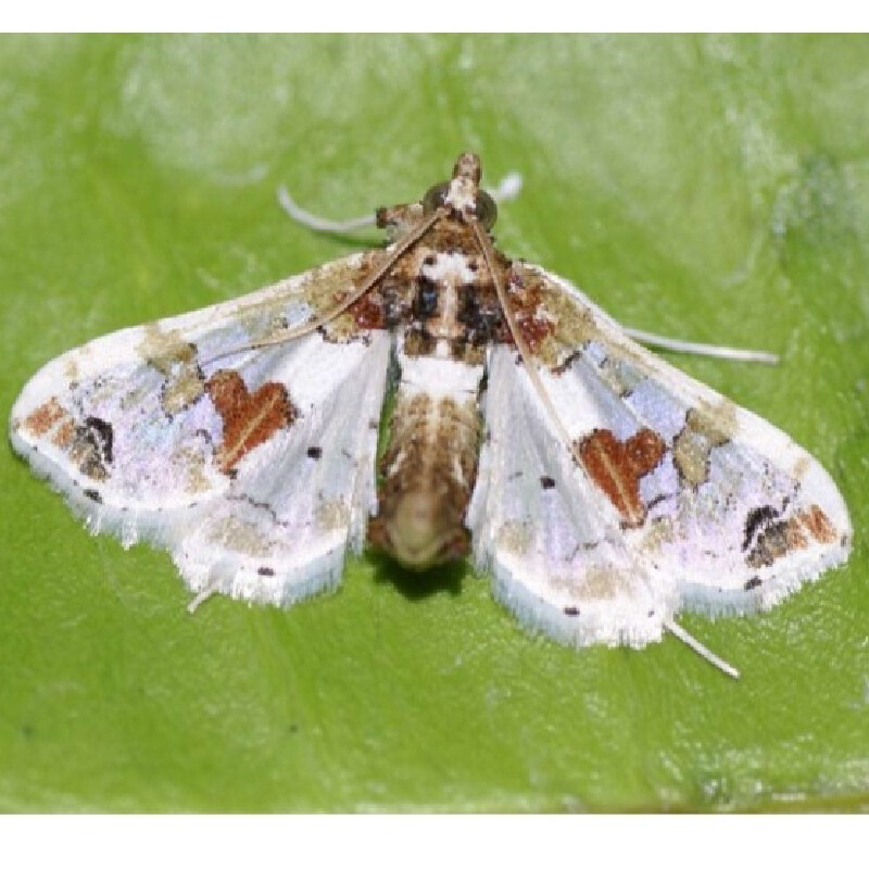 Leucinodes orbonalis-Fruit & shoot borer – LURES