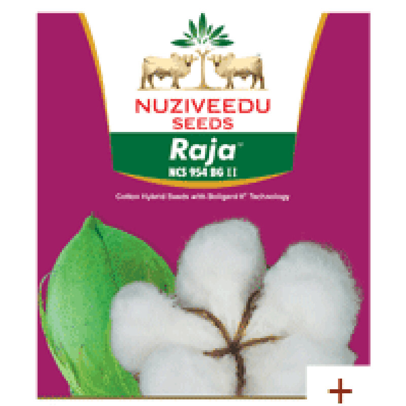 RAJA BG II COTTON SEEDS