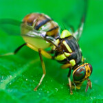 Bactrocera dorsalis – ORIENTAL FRUIT FLY- LURES