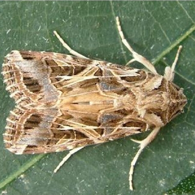 Spodoptera litura-Oriental leaf worm- LURES