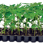 JAIN PAPAYA SAPLINGS