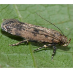 Pectinophora gossypiella-Pink bollworm- LURES