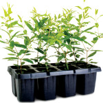 POMEGRANATE – SAPLINGS