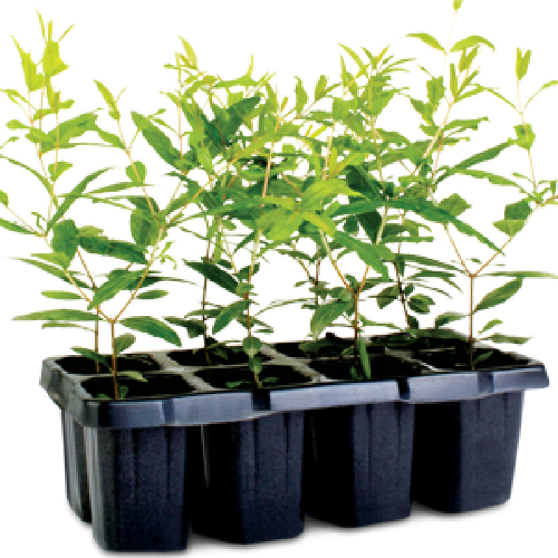 POMEGRANATE – SAPLINGS