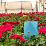 HARMONY STICKY TRAPS