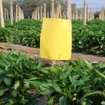 HARMONY STICKY TRAPS