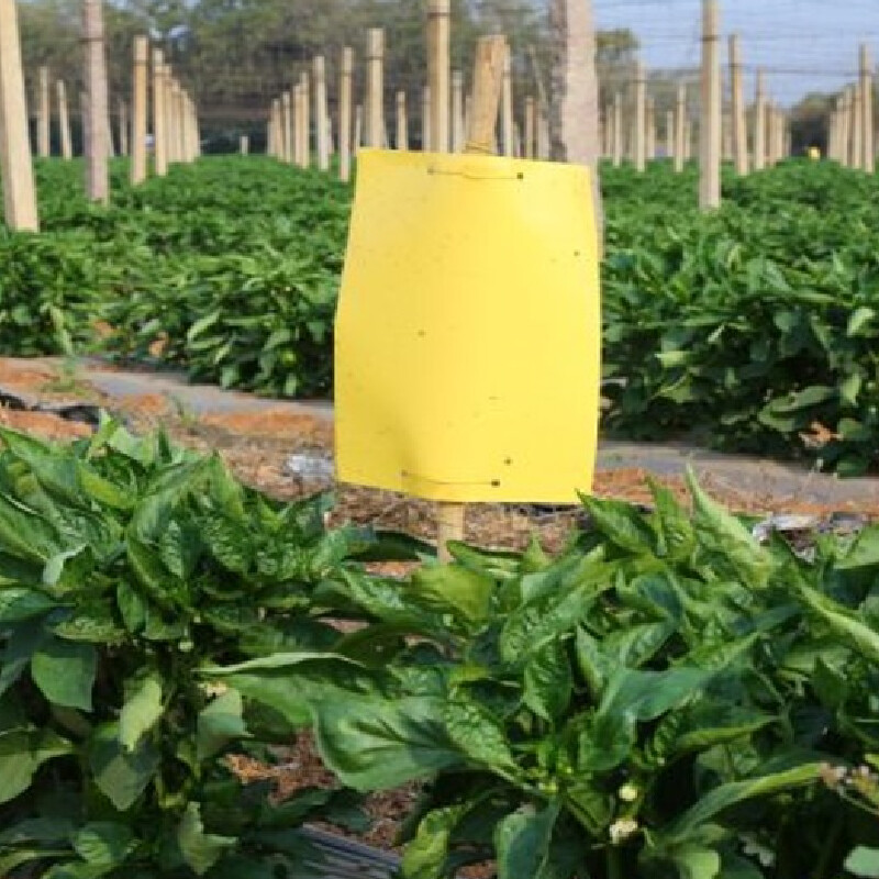 HARMONY STICKY TRAPS