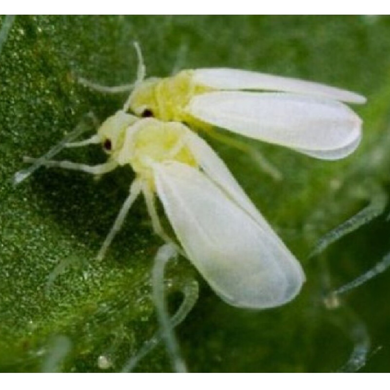 HARMONY STICKY TRAPS