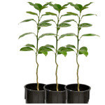 SWEET ORANGE  ( Brazilian variety) – SAPLING