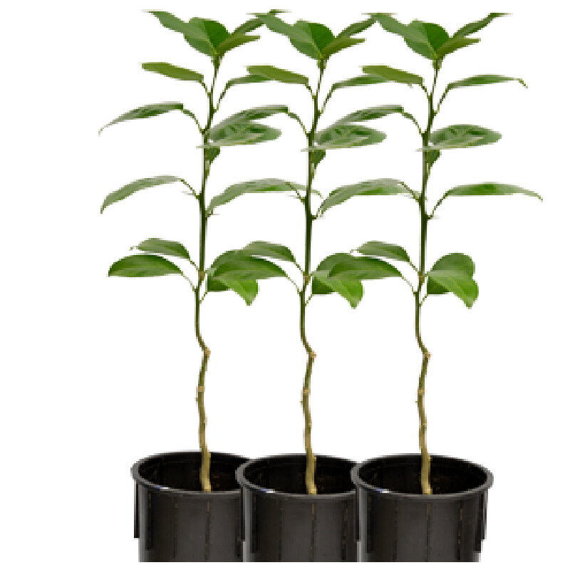 SWEET ORANGE  ( Brazilian variety) – SAPLING