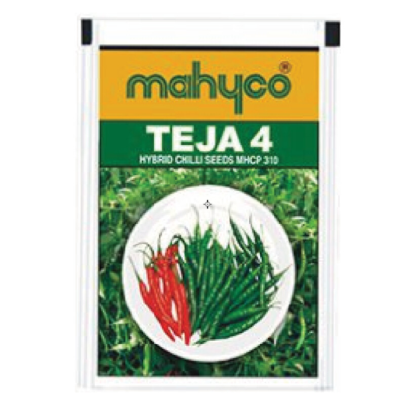 TEJA 4 (MHCP-310) – HYBRID CHILLI SEEDS